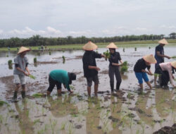 Kades Tirtalaga Ajak Mahasiswa KKN Unila Ikut Tanam Padi Milik Petani