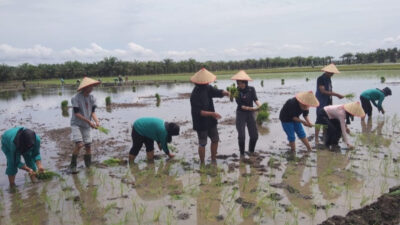 Kades Tirtalaga Ajak Mahasiswa KKN Unila Ikut Tanam Padi Milik Petani