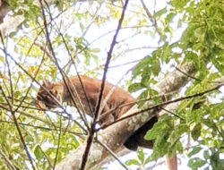 Kucing Emas Muncul di Perkebunan PTPN Wayberulu, Awalnya Disangka Harimau