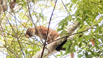 Kucing Emas Muncul di Perkebunan PTPN Wayberulu, Awalnya Disangka Harimau