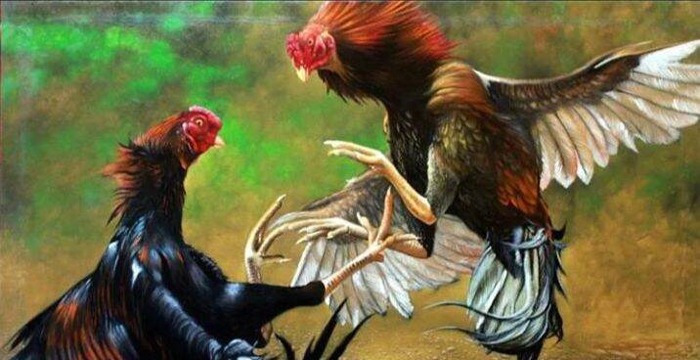 Grebek Arena Judi Sabung Ayam, Polsek Kotabumi Kota Amankan Seoarang Pelaku