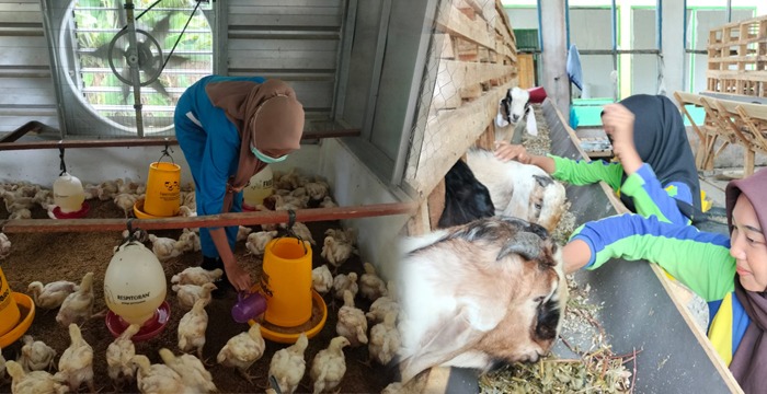 Gila Inovasi, Hanya SMKN 01 Pakuanratu Yang Punya Ternak Kambing & Ayam