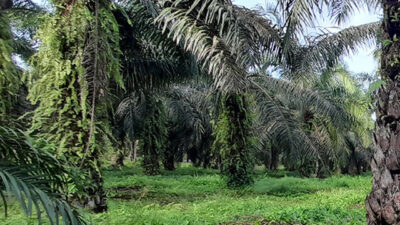 Miris, Petani Plasma Sawit di Pakuanratu Hanya Jadi Sapi Perahan