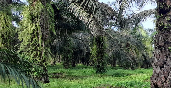 Miris, Petani Plasma Sawit di Pakuanratu Hanya Jadi Sapi Perahan