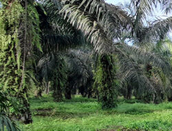 Plasma Sawit Pekuanratu Melawan, Kuasa Warga : Saya Akan Lapor Presiden