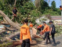 Siaga Bencana, BPBD Way Kanan Lakukan Mitigasi Pohon Tumbang Di Jalur Padat
