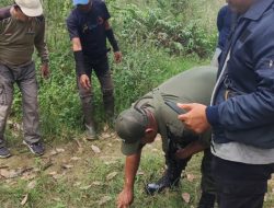 Heboh! Diduga Harimau Sumatera Muncul di Register 45 Mesuji, Perangkap Sudah Dipasang