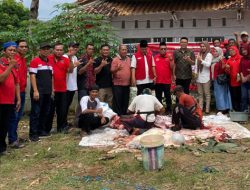 Hari Raya Qurban, DPC PDIP Lampura Sembelih 1 Sapi & 5 Kambing