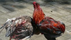 Viral Kalah Sabung Ayam, Kanit Reskrim Dicopot dari Jabatannya