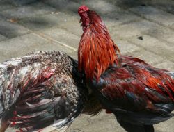 Viral Kalah Sabung Ayam, Kanit Reskrim Dicopot dari Jabatannya