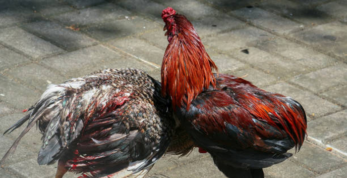 Viral Kalah Sabung Ayam, Kanit Reskrim Dicopot dari Jabatannya
