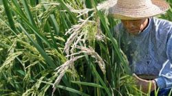 Ketika Sawah Tak Lagi Menjanjikan