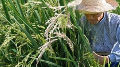 Ketika Sawah Tak Lagi Menjanjikan
