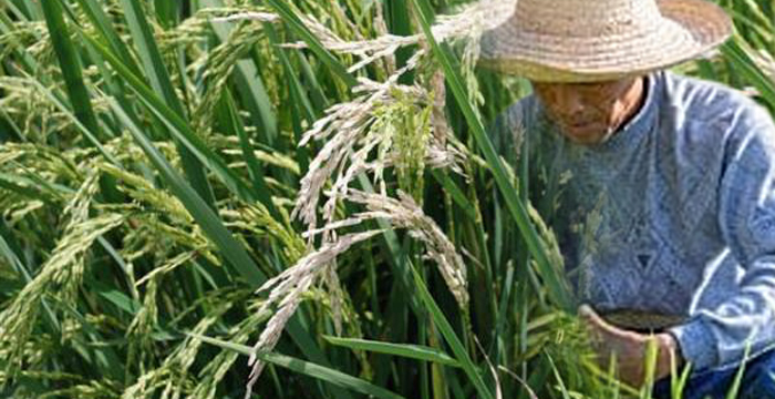Ketika Sawah Tak Lagi Menjanjikan