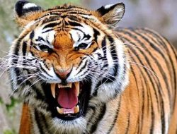 Diterkam Harimau, Petani Lampung Barat Tewas Mengenaskan — Tubuh Diseret Sejauh 1 Km