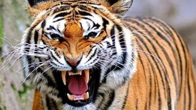 Diterkam Harimau, Petani Lampung Barat Tewas Mengenaskan — Tubuh Diseret Sejauh 1 Km