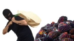 Kepergok Gondol Sawit 1,1 Ton, Pria Babar Digelandang ke Sel Polisi