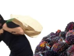 Kepergok Gondol Sawit 1,1 Ton, Pria Babar Digelandang ke Sel Polisi