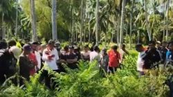 Karyawati Mekar Ditemukan Setengah Bugil di Kebun Kelapa Pasangkayu