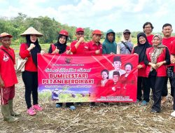 Pupuk Hilang, Panen Anjlok! PDIP Lampura Didesak Bela Petani