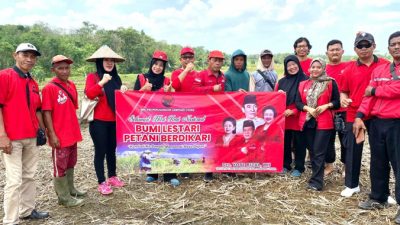 Petani Lampura Menjerit! Pupuk Langka, Jalan Rusak, Hasil Panen Anjlok