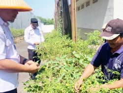 Bukti Pembinaan, Warga Binaan Lapas Waykanan Panen Cabai, Terong,& Kangkung