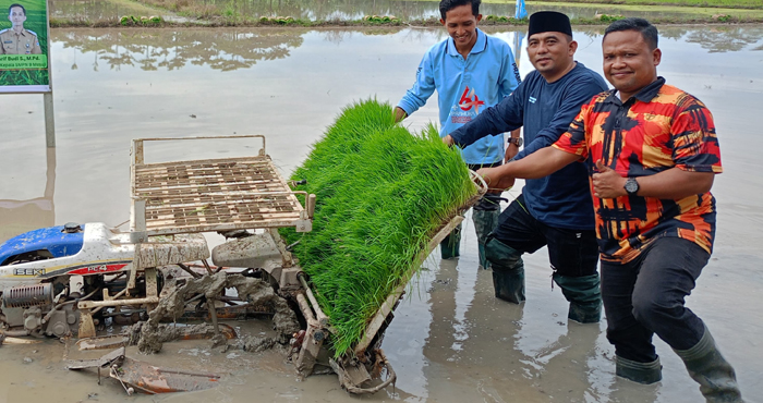 SMPN 9 Mesuji Bentuk Student Farmer Club, Siswa Diajarkan Praktik Bertani Padi