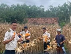 Panen Raya Jagung, Lapas Kelas IIB Waykanan Dukung Ketahanan Pangan Nasional