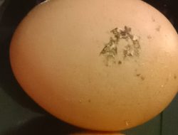 Telur MBG Diduga Masih Berlumur Kotoran, Wali Siswa Soroti Dapur Program di Negeri Agung