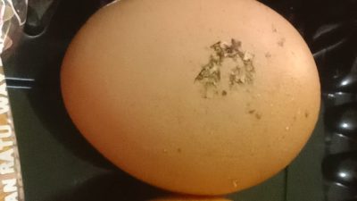 Telur MBG Diduga Masih Berlumur Kotoran, Wali Siswa Soroti Dapur Program di Negeri Agung