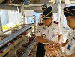 Kakanwil Ditjenpas Lampung Tinjau Pembinaan di Lapas Waykanan, Panen Telur hingga Tebar Benih Lele